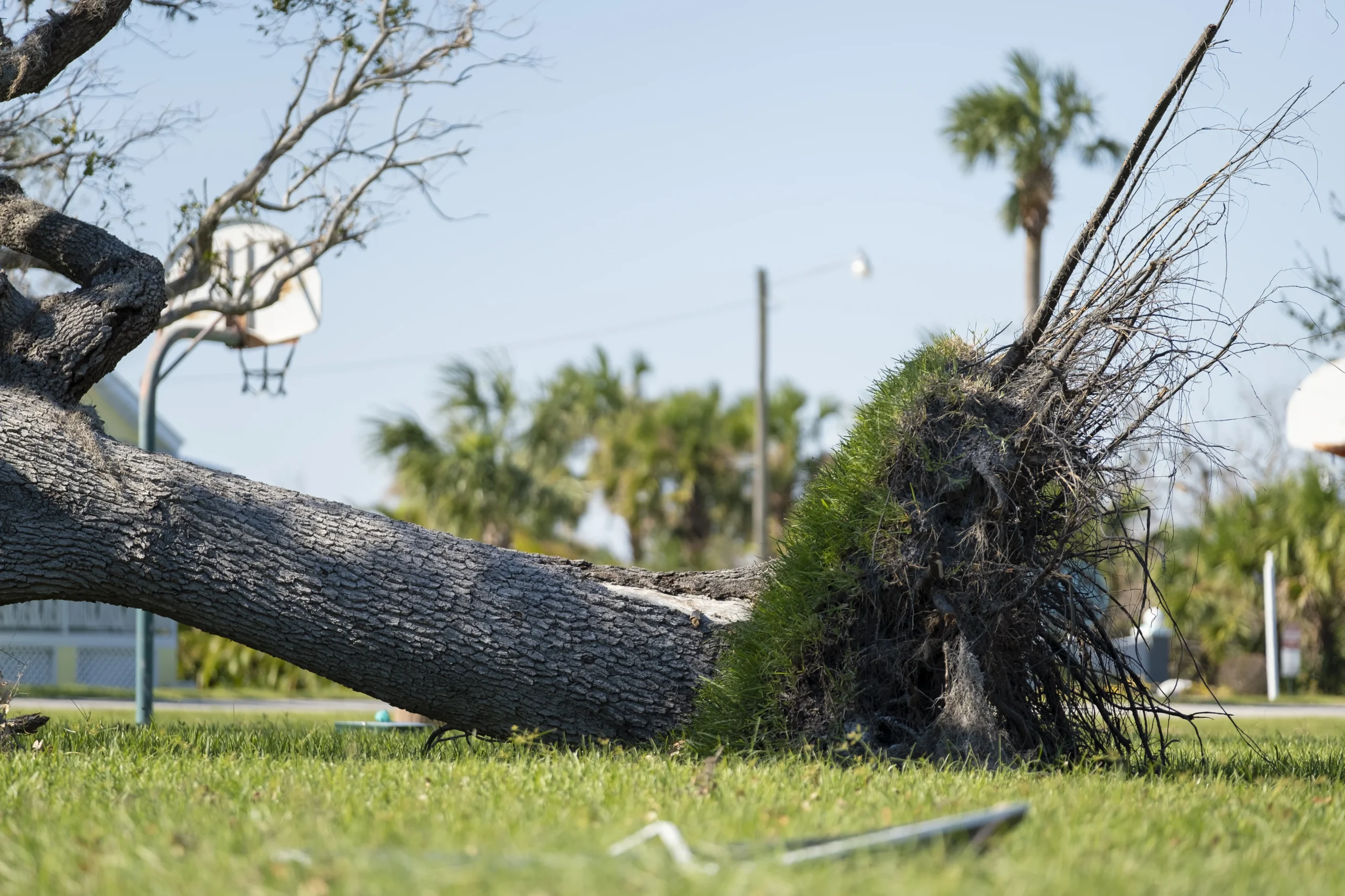 uprooted fallen tree after strom